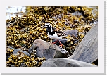 karikukko turnstone 9635b * 1349 x 899 * (1.06MB)